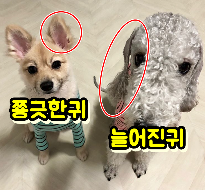  강아지 귀끝 괴사, 염증 원인 및 치료방법