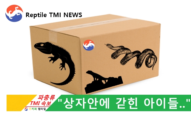Reptile TMI NEWS (43회) - 파충류 택배? 말이 되는 소리를 하세요. (feat. 생물 택배 불법)