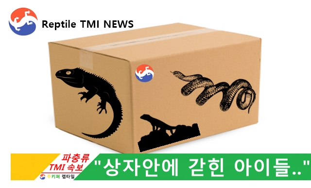  Reptile TMI NEWS (43회) - 파충류 택배? 말이 되는 소리를 하세요. (feat. 생물 택배 불법)