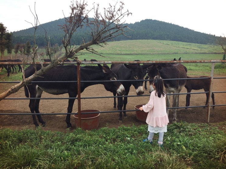  1#아이와 제주도 여행 관광지 추천/절물자연휴양림/성불오름/김녕해변/박물관은 살아있다