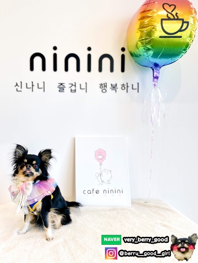  충남아산 반려견카페 「 카페니니니 」