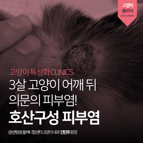  [고양이내과] 3살 고양이 호산구성 피부염 (부산 남구 대연동 용호동 문현동 고양이 피부 동물병원, 어깨 뒤, 탈모, 진물)