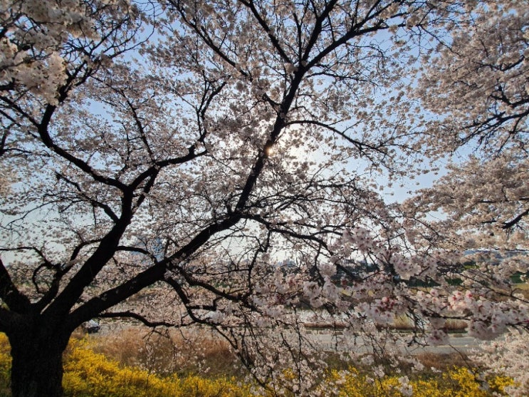 일방통행으로 즐기는 청주 무심천 벚꽃놀이