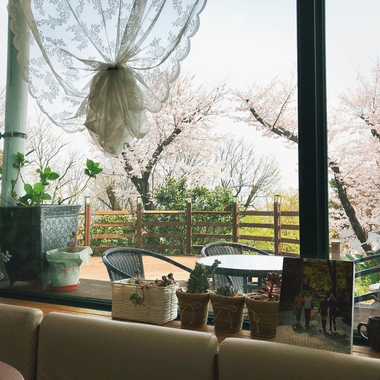  순천 죽도봉 카페  "강남정" | 벚꽃 구경하기 좋은곳