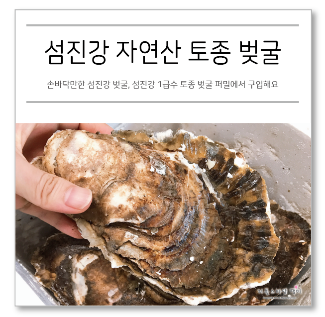  손바닥만한 섬진강 벚굴, 섬진강 1급수 토종 벚굴 퍼밀에서 구입해요
