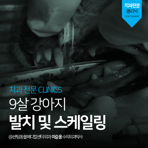 [치과] 9살 강아지 발치 및 스케일링 (부산 남구 용호동 용당동 동물병원)