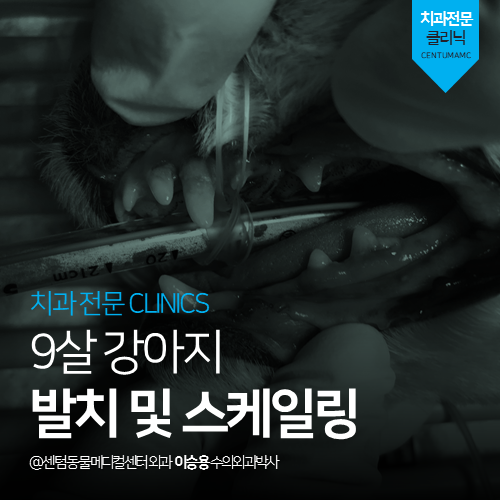  [치과] 9살 강아지 발치 및 스케일링 (부산 남구 용호동 용당동 동물병원)