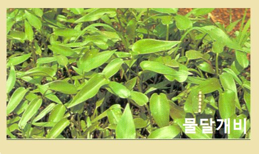  [식용작물학 요약] 벼의 스트레스와 다양한 재배법(잡초방제, 기상재해)