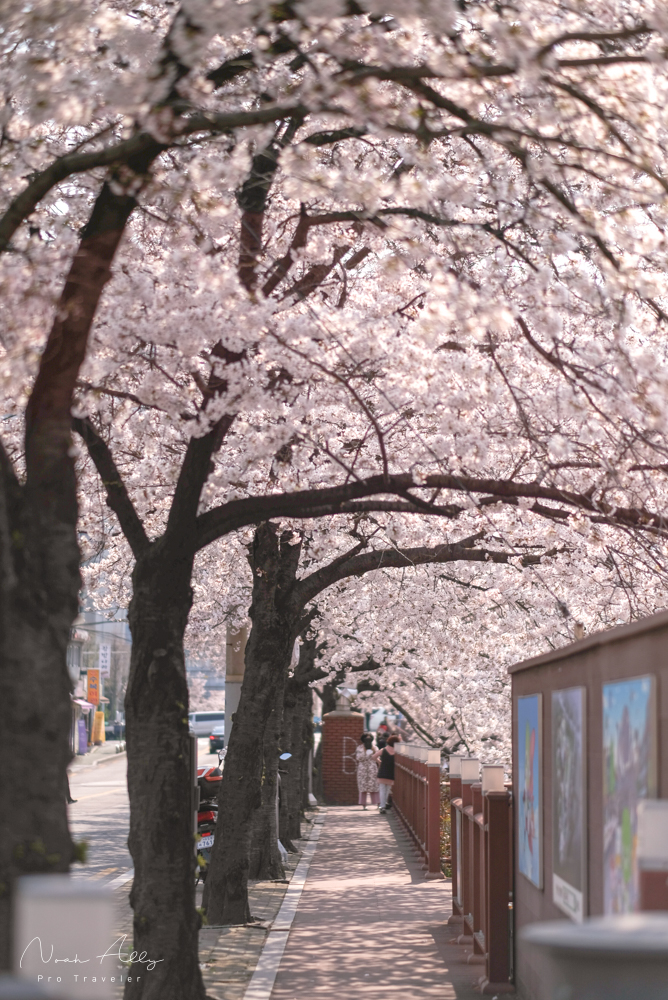 서울 벚꽃명소 : 우이천 벚꽃 개화현황