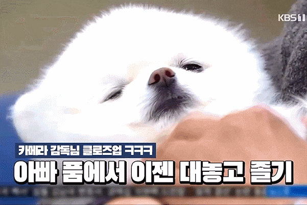 꽃길만 걸어요 강아지 제니 미친 귀여움ㅠㅠ 꽃길만 걸어요 강아지 제니 미친 귀여움ㅠㅠ