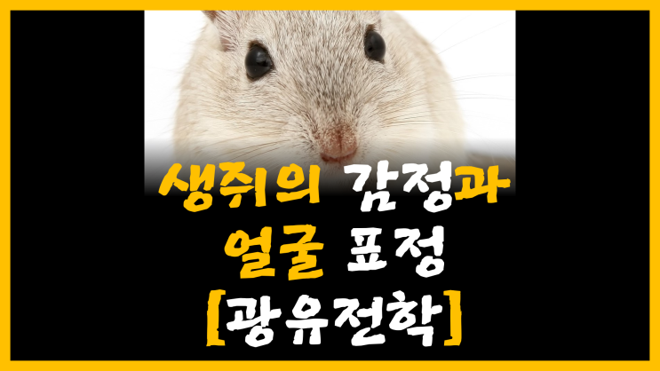 생쥐의 감정과 얼굴 표정 [feat. 광유전학]