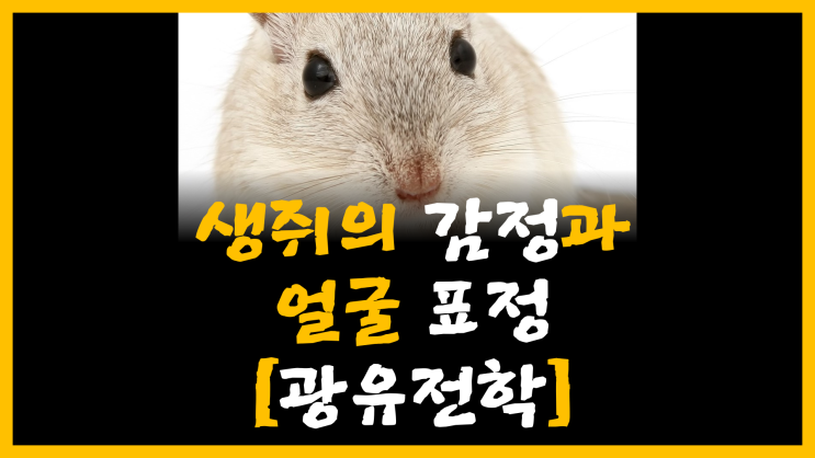  생쥐의 감정과 얼굴 표정 [feat. 광유전학]