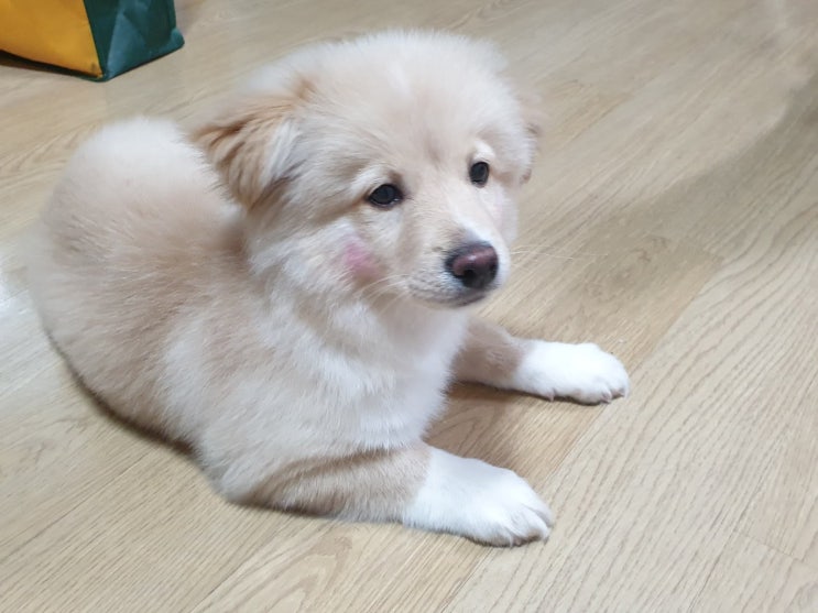 입양완료. 12/23일 태어나 기적처럼 살아난 장군이가 가족을 만났어요. 송이로 개명하고 행복하개. 입양완료. 12/23일 태어나 기적처럼 살아난 장군이가 가족을 만났어요. 송이로 개명하고 행복하개.