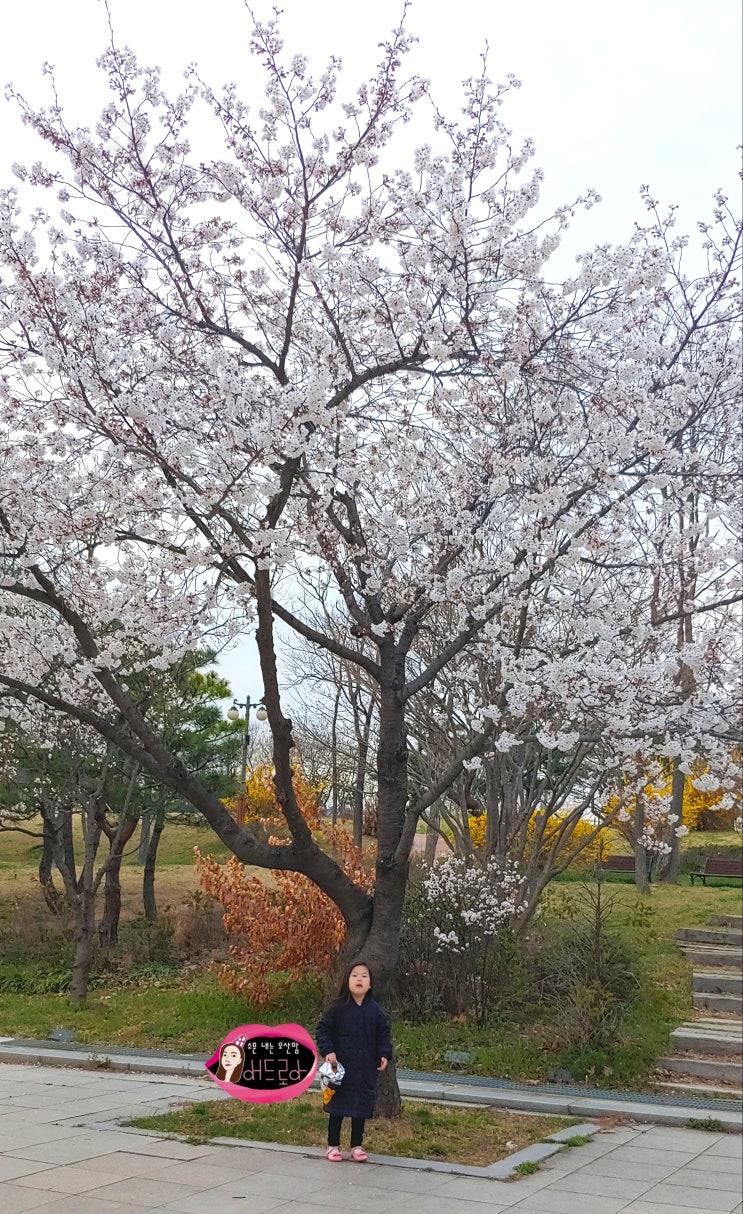  평택 가볼만한곳 벚꽃 피기 시작한 평택호 관광단지