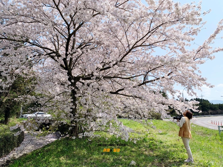 제주시의 명물 신비의도로! 벚꽃도 아름다운 곳이었구나!