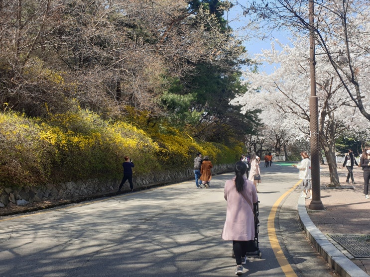  봄바람 부는 날..수원 팔달산 벗꽃거리를 갔어요.