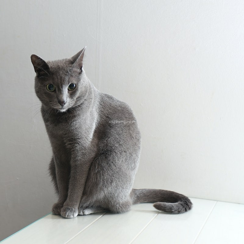 송이에게 선물한 롤링 캣닢 사탕 고양이 간식 (러시안블루 26개월차) : 네이버 블로그 송이에게 선물한 롤링 캣닢 사탕 고양이 간식 (러시안블루 26개월차) : 네이버 블로그