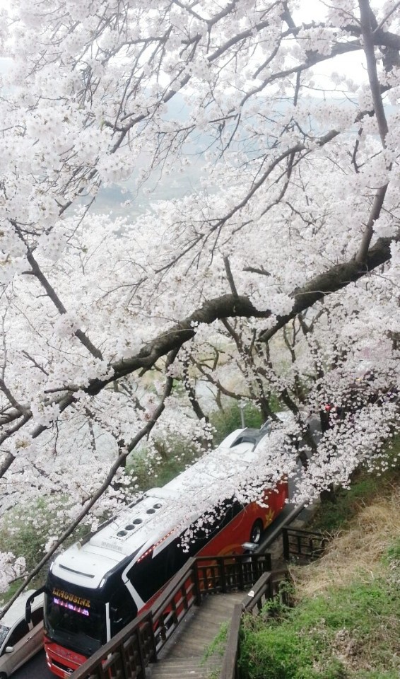  벚꽃여행(쌍개사십리벚꽃길&용인애버랜드벚꽃축제)