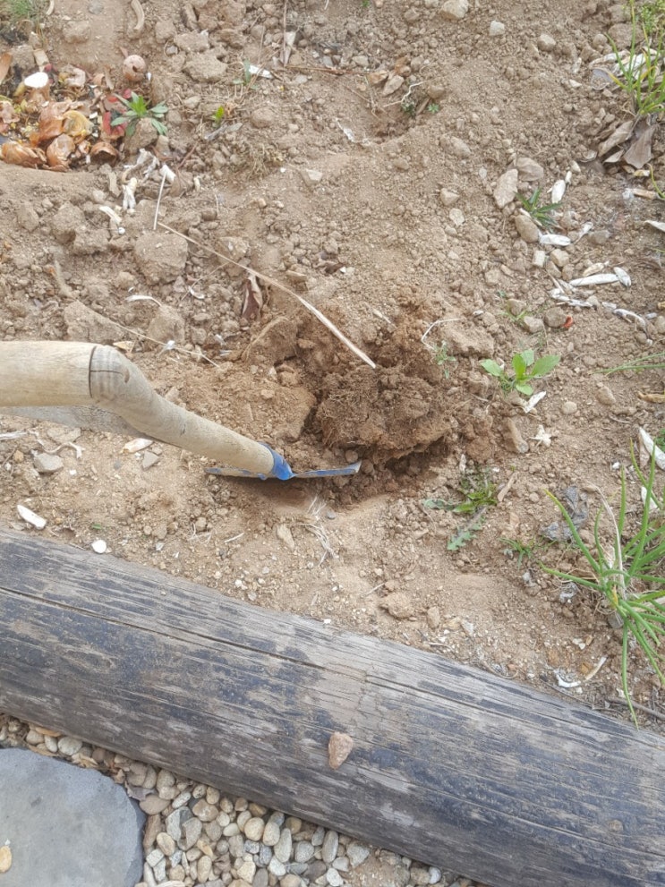  텃밭 고랑 만들기