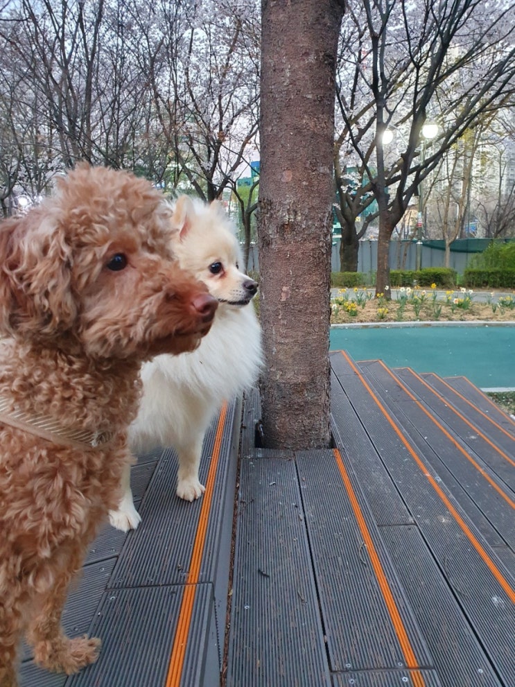 우리집 강아지 두마리 동네 꽃산책