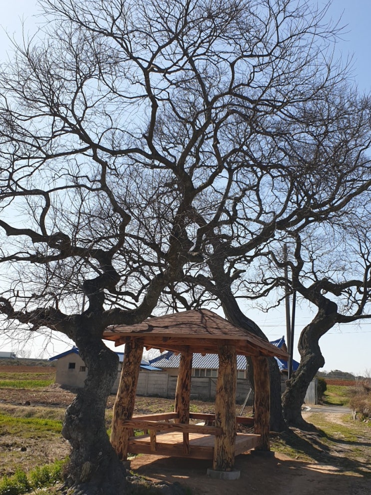 김제 여행, 성덕면 대목리 팽나무(보호수, 고유번호: 9-16-6)