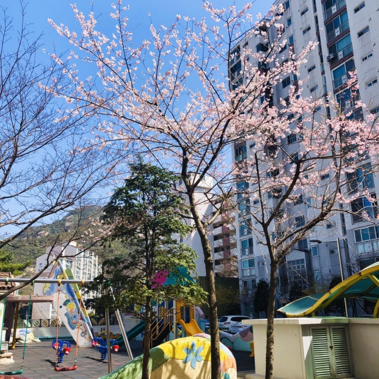 Apr 2020 :: 이 상황에 벚꽃은 피고, 봄은 오구나
