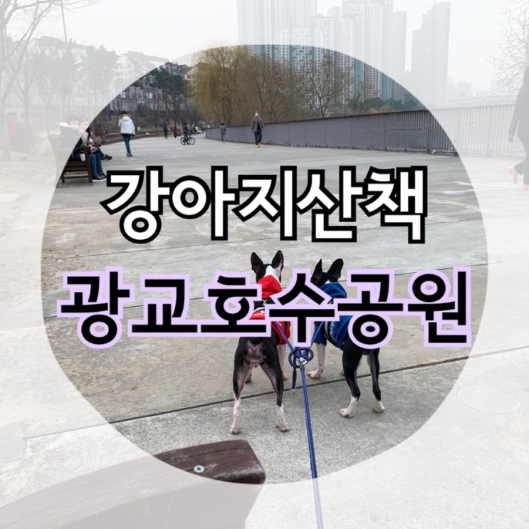  수원 강아지 산책 "광교호수공원" 한바퀴