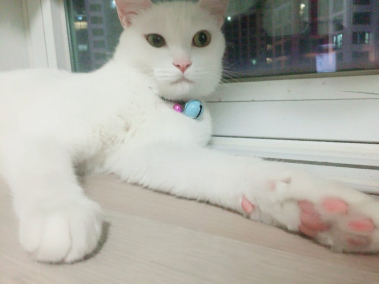  초보 집사님을 위한 고양이가 받는 스트레스들