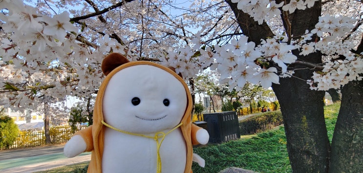  수원 화성 벚꽃 구경하며 걸어보기