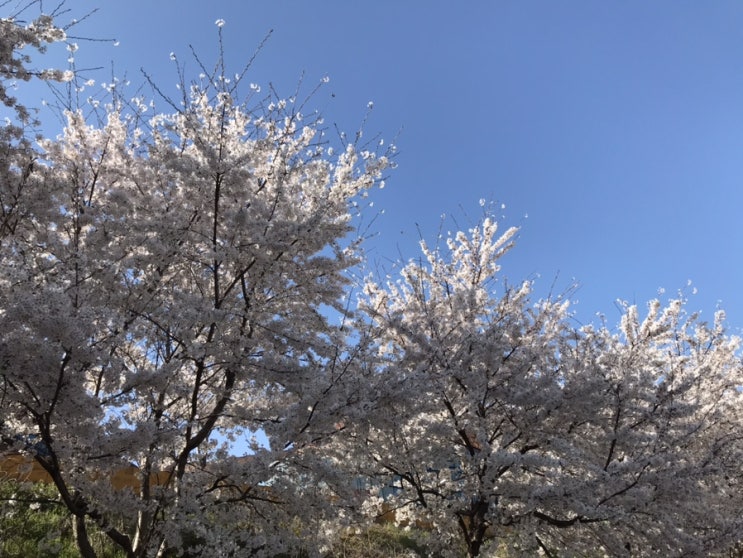  [일상] 천안 아산 벚꽃 드라이브 코스 추천 - 단대호수, 각원사