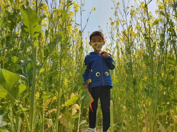 거제 학동 유채꽃이 피었어요
