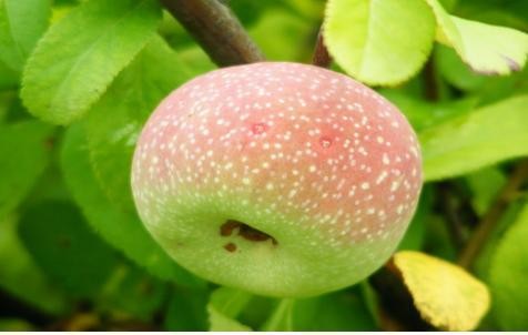 명자나무[산당화] 열매 효능, 효과 : 네이버 블로그