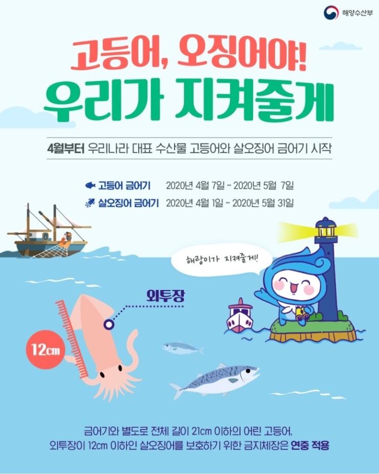  어린 개체를 보호하기 위한 4월부터 고등어, 오징어 금어기 _ Feat. 흑룡수산