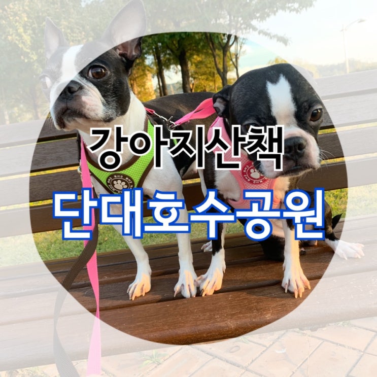 천안 강아지 산책 "천호지:단대호수공원"