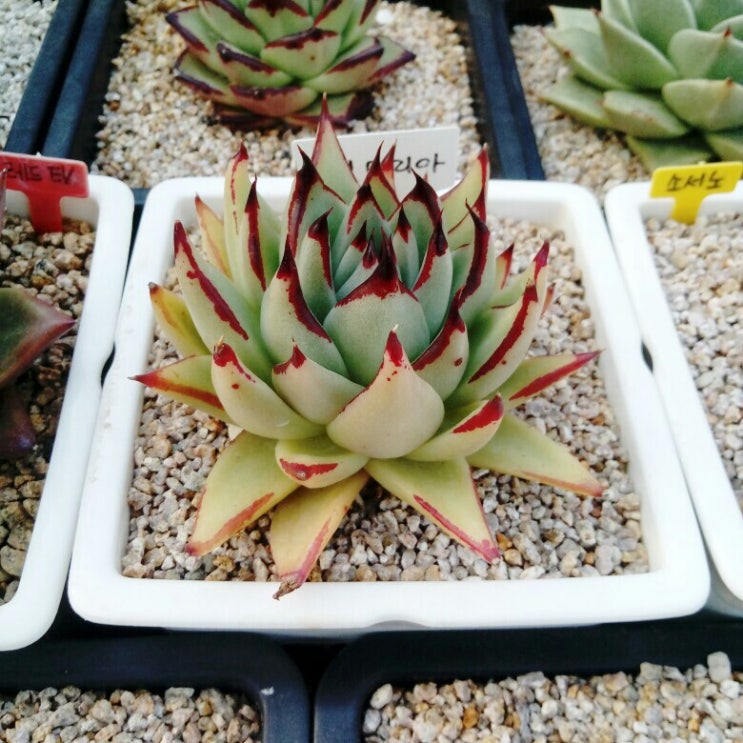  다육 야생마리아,레드에보니, 루팡, 그리고 분갈이흙