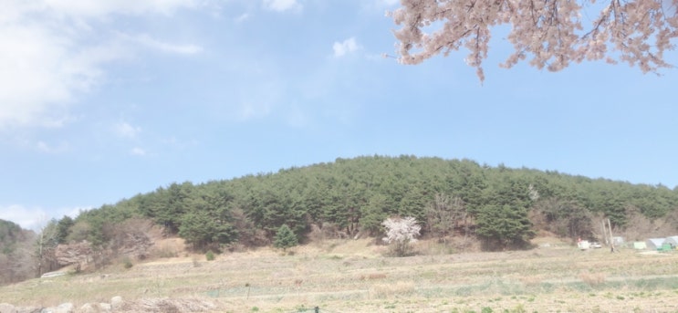 벚꽃