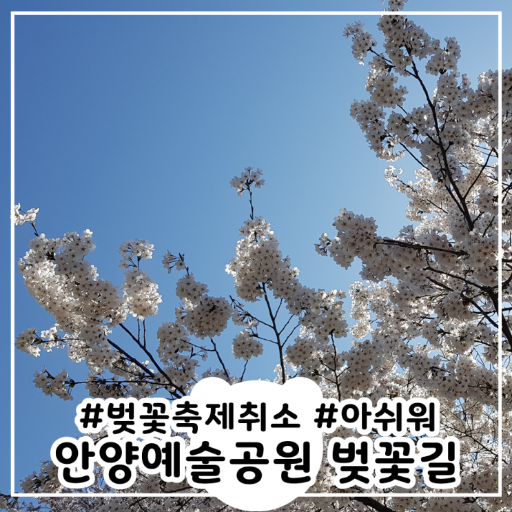  안양예술공원 벚꽃길 벚꽃놀이