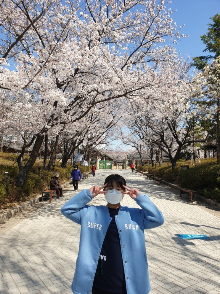 코로나 벚꽃 수도권 나들이 인천 화도진 공원 인천 아이와 갈만한곳