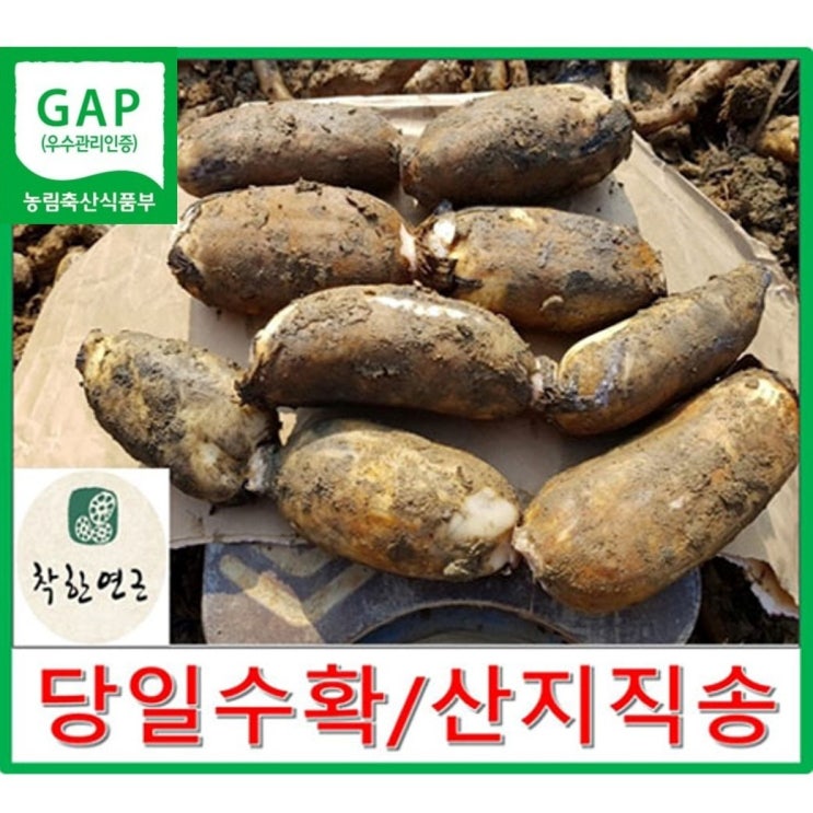 착한연근 흙연근 국내산 연근(특)상품 2kg 3kg 5kg 건조연근500g 직접재배, 1개, (특)3kg 가격정보