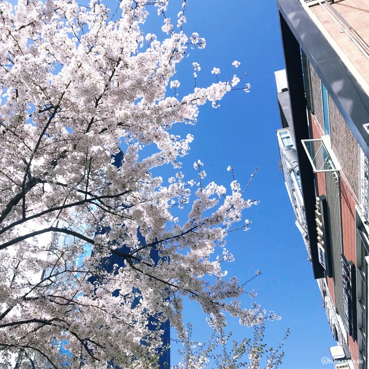  코로나 시국에도 명물거리에 피어난 신촌 벚꽃 덕에 위안받았네