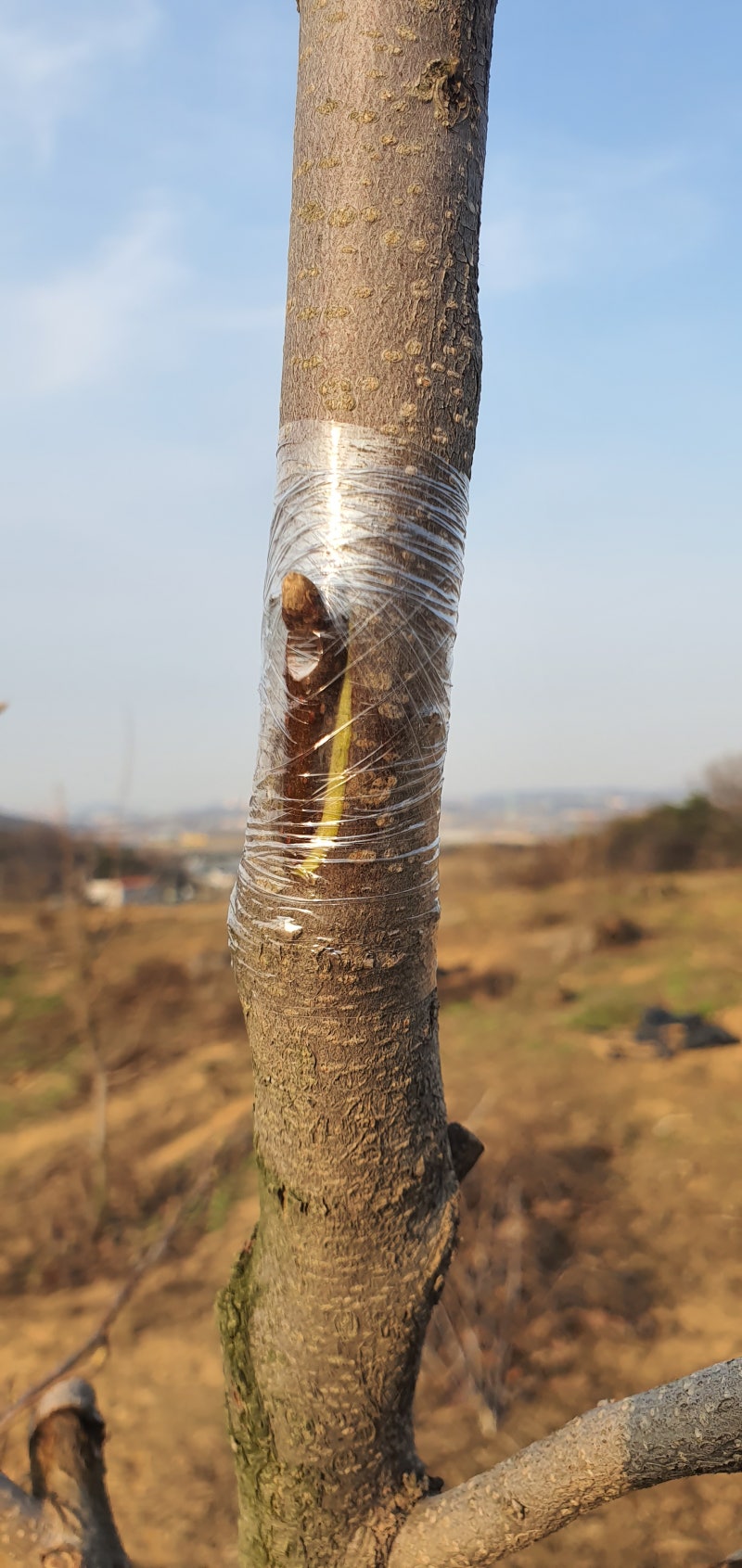 감나무 접붙이기 : 네이버 블로그