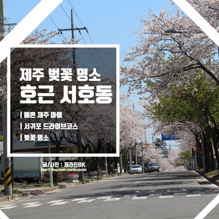  숨겨진 제주 벚꽃 명소 제주 서귀포 호근동 서호동