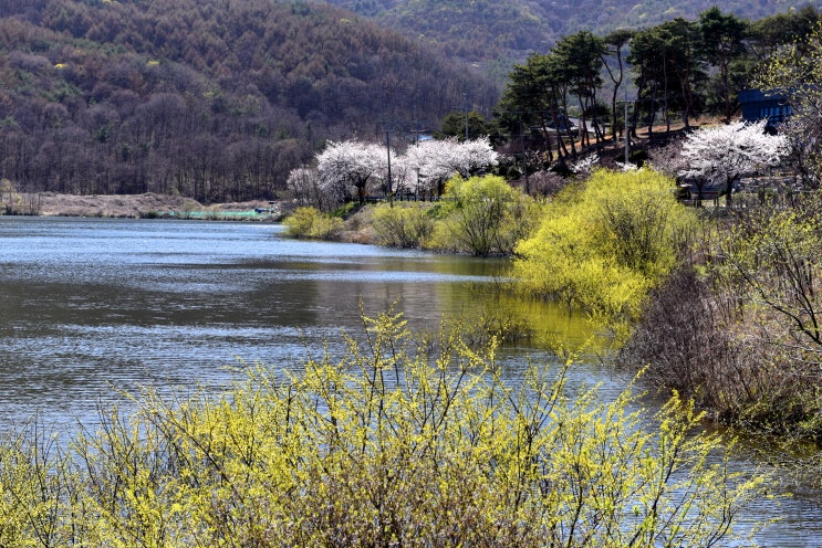  예산 덕산옥계저수지 가야산 가는 길 벚꽃