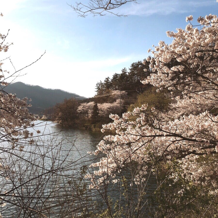 광주 근교 드라이브코스 나주 벚꽃길 한수제