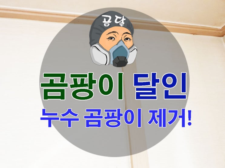  누수 곰팡이제거 제대로 해결하기!