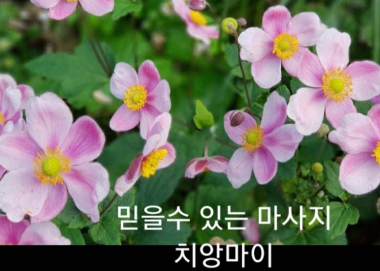  c천안 출장 타이마사지‼천안 출장 안마‼치앙마이‼c
