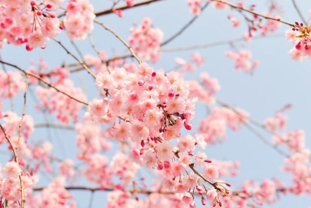 코로나 19 소강상태 - 이대로 벚꽃 구경 나들이 나가도 될까?