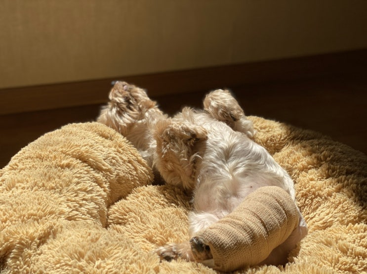  강아지 십자인대 수술후기