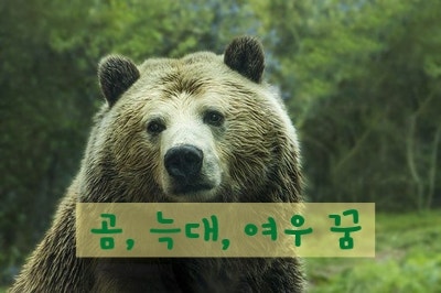 곰 꿈 꿈 해몽 신기한 곰 나오는 꿈 풀이