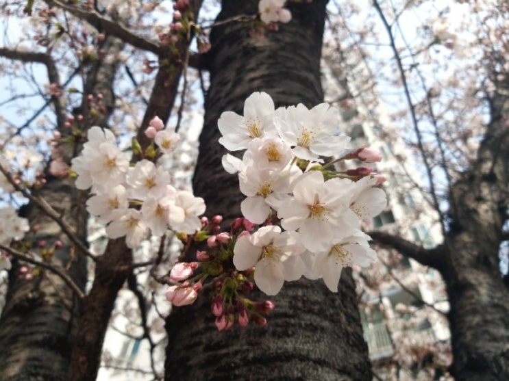 [4월 봄꽃 벚꽃] 벚꽃축제, 벚꽃개화시기, 벚나무 열매 버찌, 벚꽃차, 꽃말